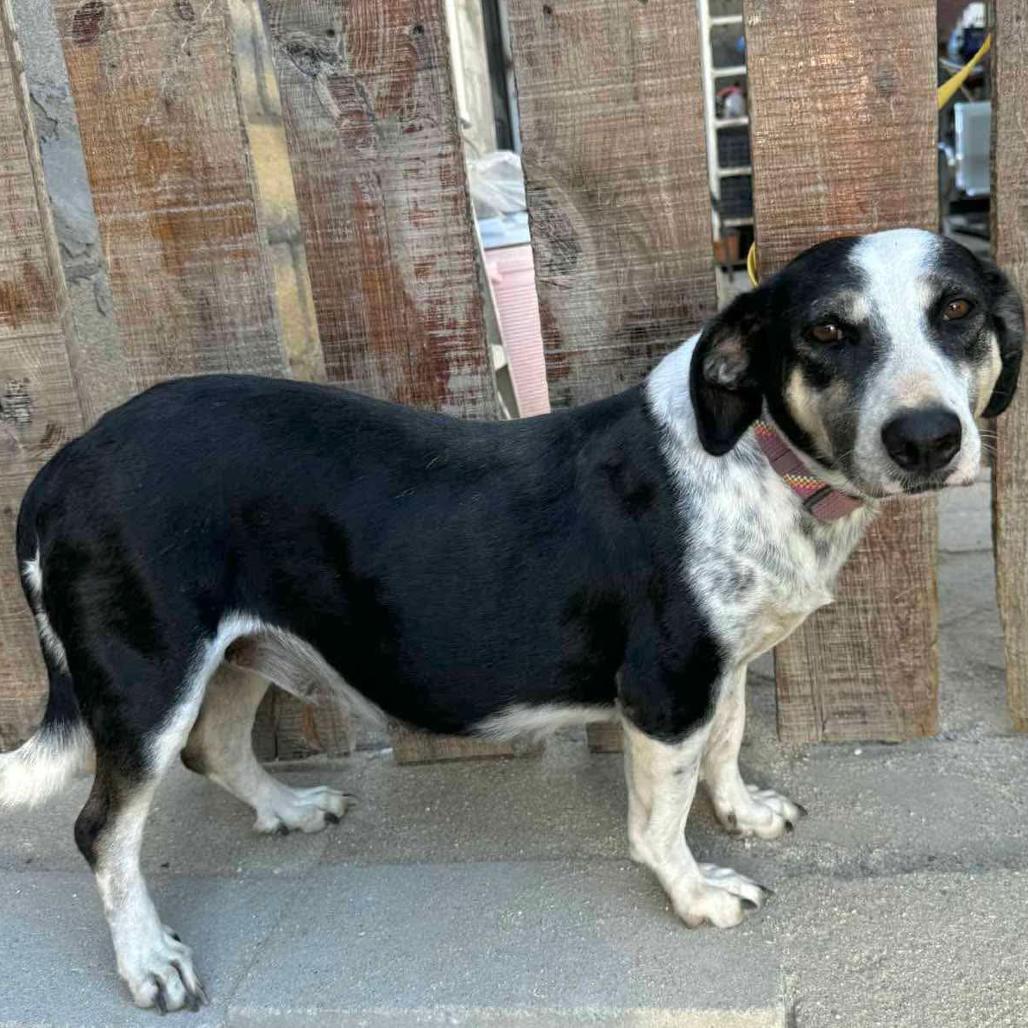 Moringa, a Adoptable mixed breed in Bend, OR image 4/6