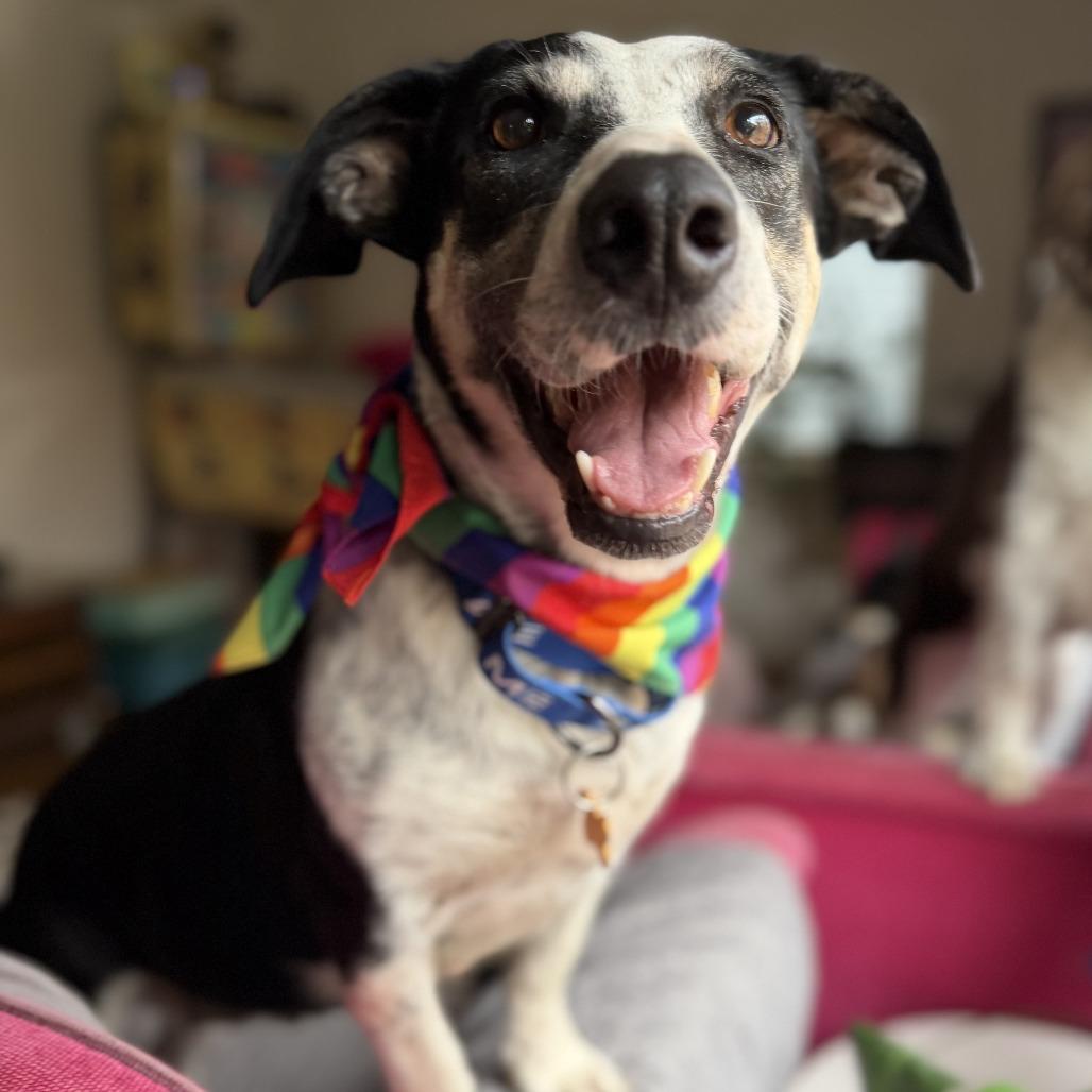 Moringa, a Adoptable mixed breed in Bend, OR image 5/6