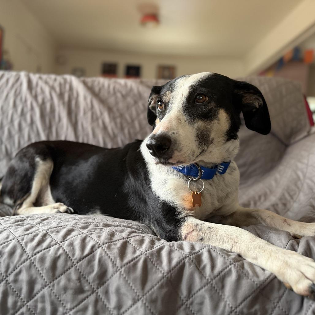 Moringa, a Adoptable mixed breed in Bend, OR image 6/6