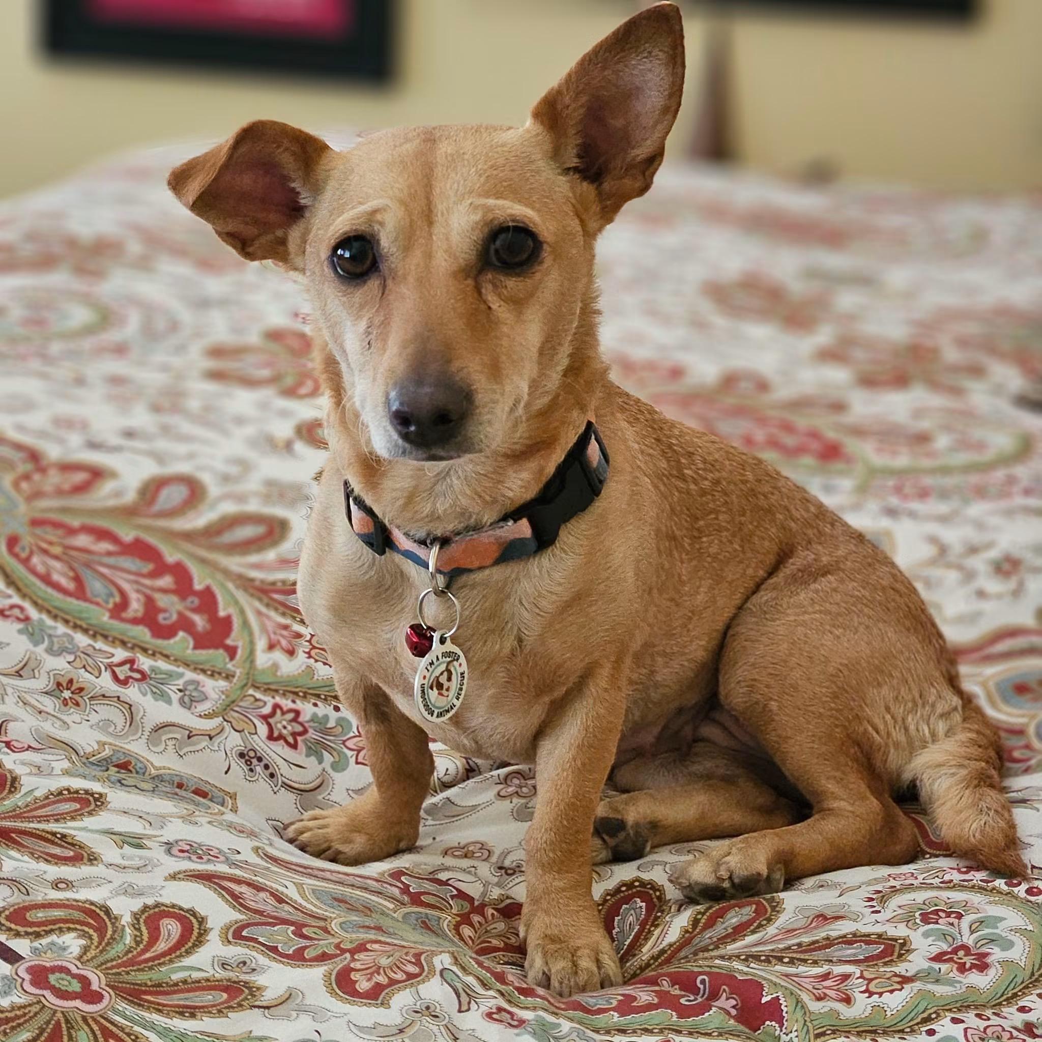 Franny Mae, Adopted, Adult Female Basset Hound & Chihuahua.