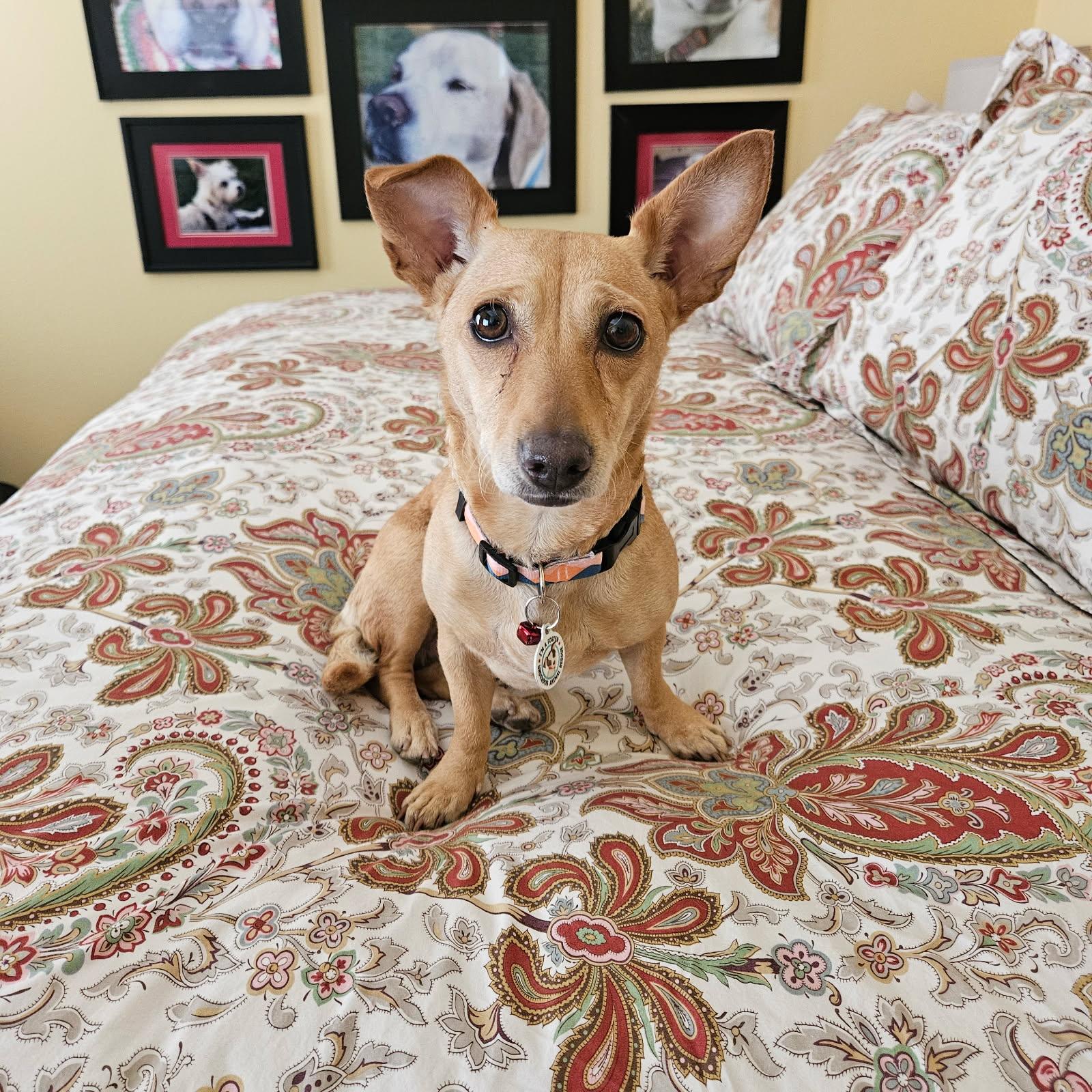 Enlarge Franny Mae, a Adopted mixed breed in Bay Point, CA image 3/6