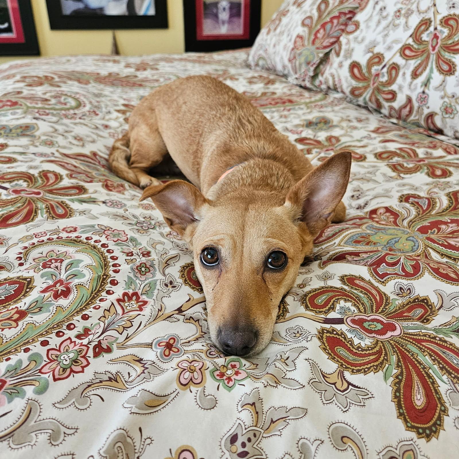 Enlarge Franny Mae, a Adopted mixed breed in Bay Point, CA image 4/6