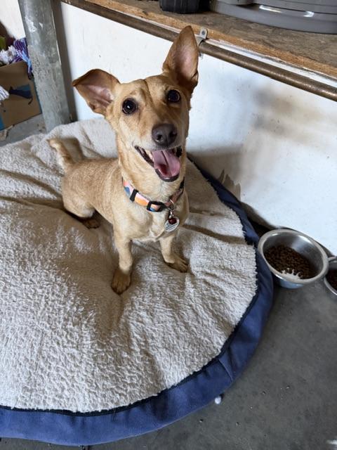 Enlarge Franny Mae, a Adopted mixed breed in Bay Point, CA image 2/6