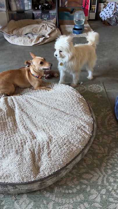 Enlarge Franny Mae, a Adopted mixed breed in Bay Point, CA video 6/6