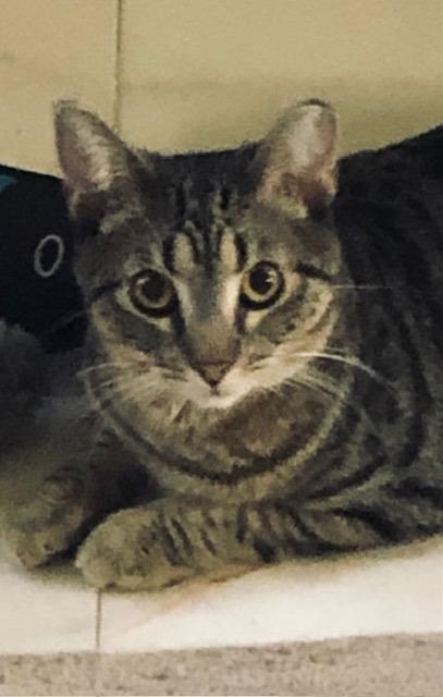 Tater, Adoptable, Young Male Domestic Short Hair.