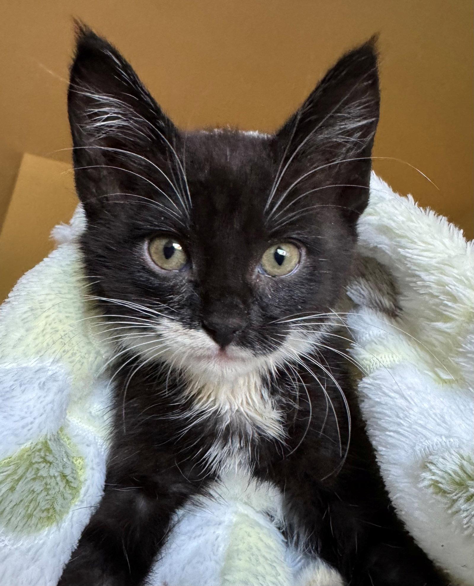 Enlarge Bowtie, a Adoptable mixed breed in Laguna Niguel, CA image 3/3