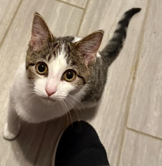 Praline, Adoptable, Kitten Female Domestic Short Hair.