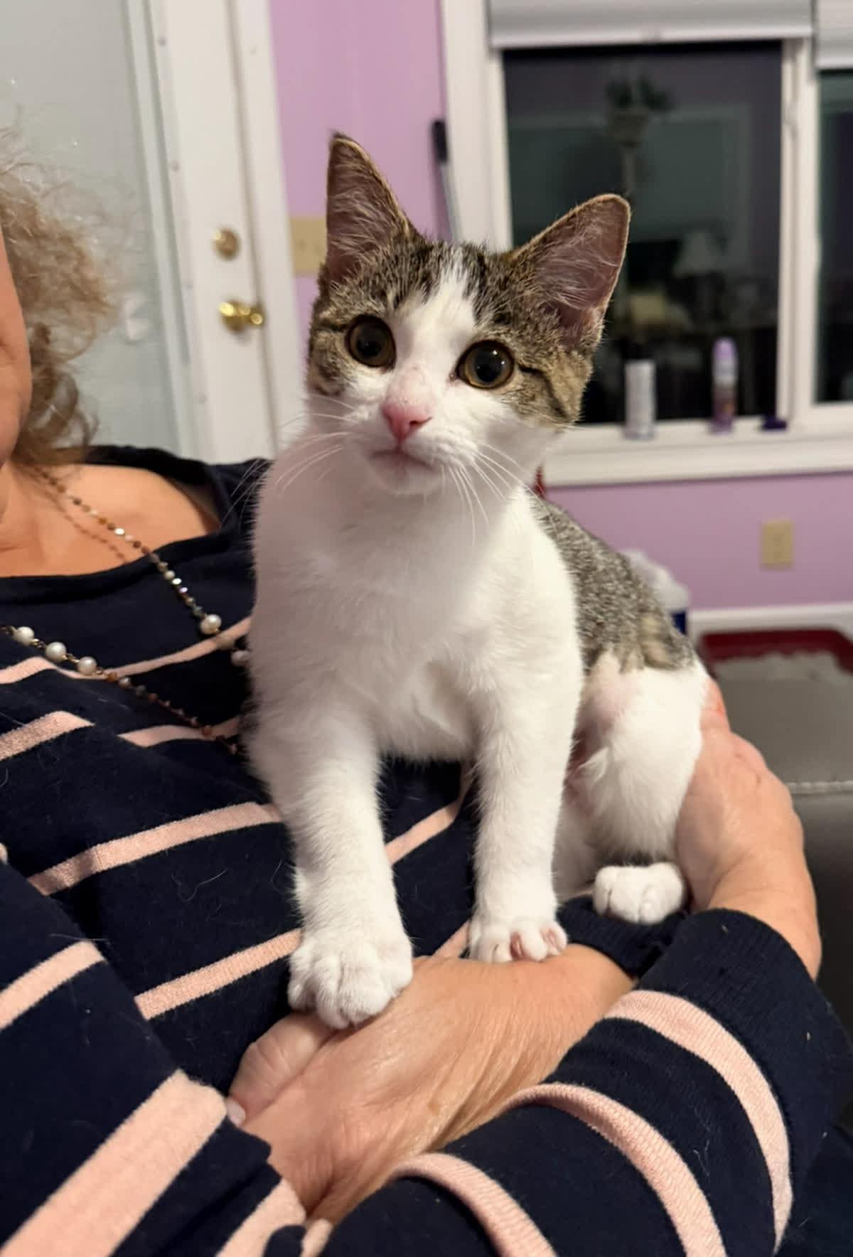 Enlarge Praline, a Adoptable Domestic Short Hair in Murfreesboro, TN image 2/5