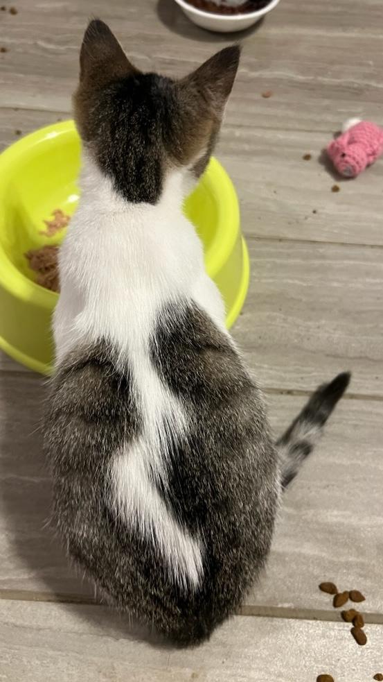 Enlarge Praline, a Adoptable Domestic Short Hair in Murfreesboro, TN image 4/5