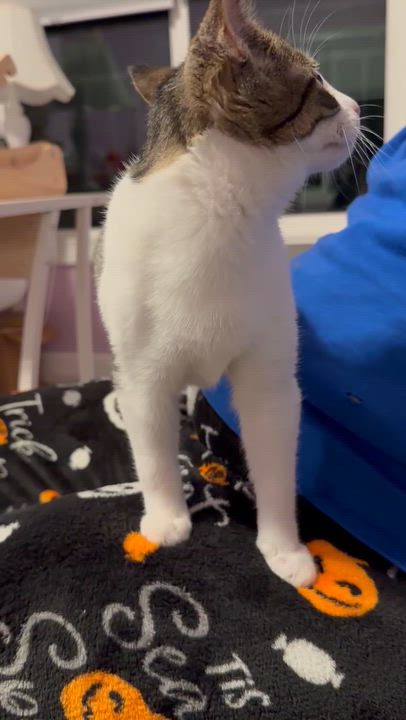 Enlarge Praline, a Adoptable Domestic Short Hair in Murfreesboro, TN video 3/5