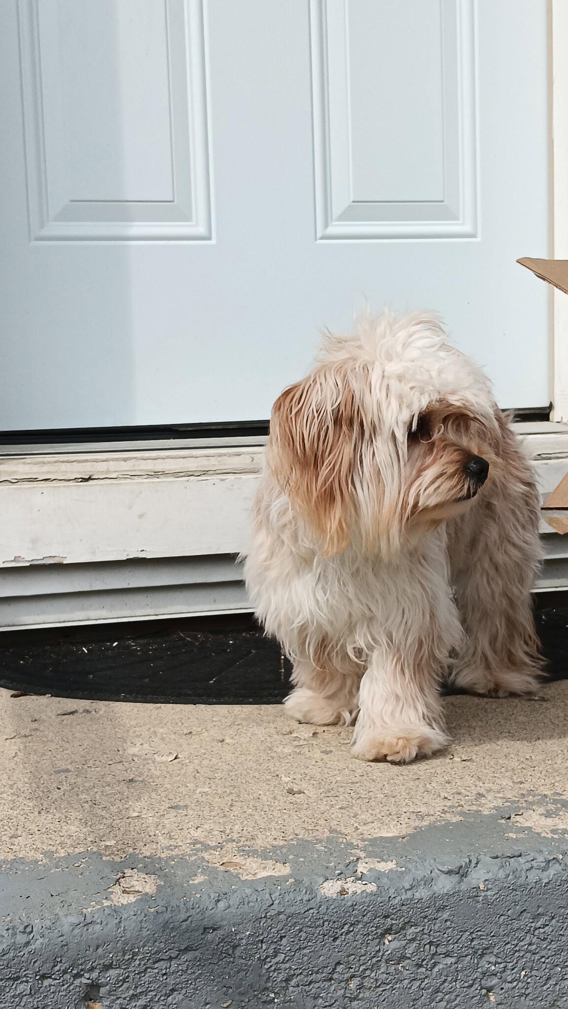 Honey-OS, a Adopted mixed breed in Pataskala, OH image 2/3