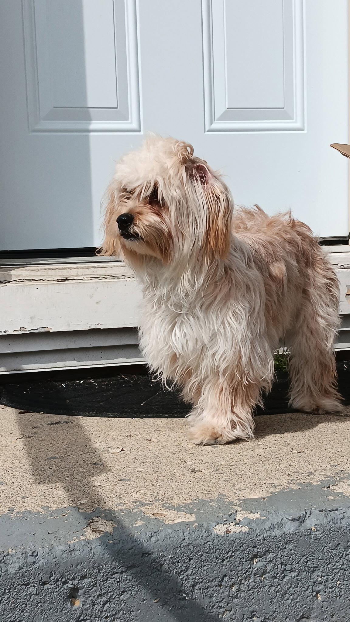 Honey-OS, a Adopted mixed breed in Pataskala, OH image 3/3