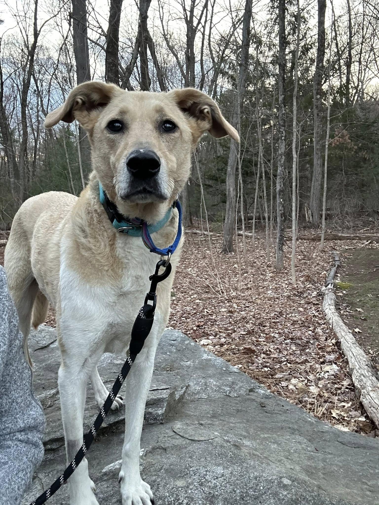 Enlarge Luna, a ADOPTABLE mixed breed in Hudson, MA image 3/6