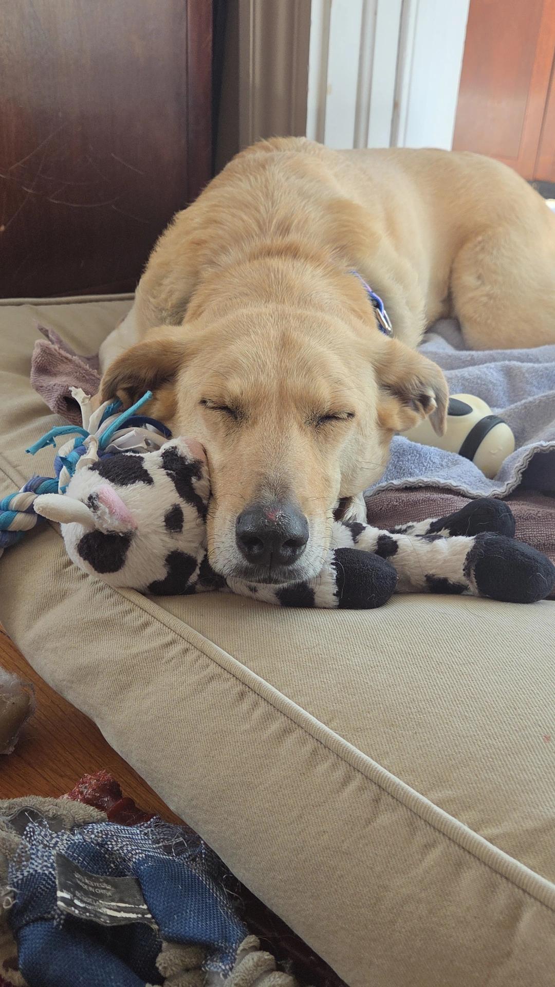 Luna, ADOPTABLE, Senior Female Labrador Retriever.