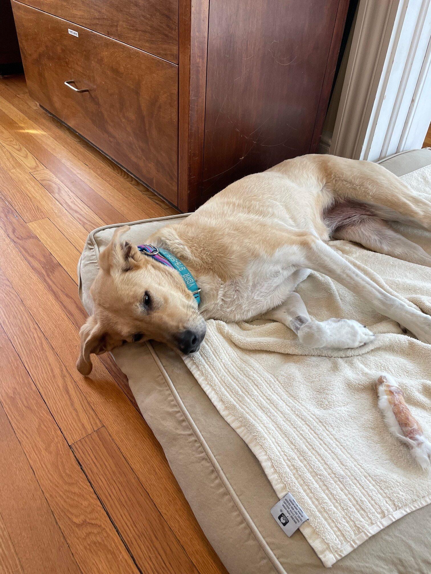 Enlarge Luna, a ADOPTABLE mixed breed in Hudson, MA image 6/6