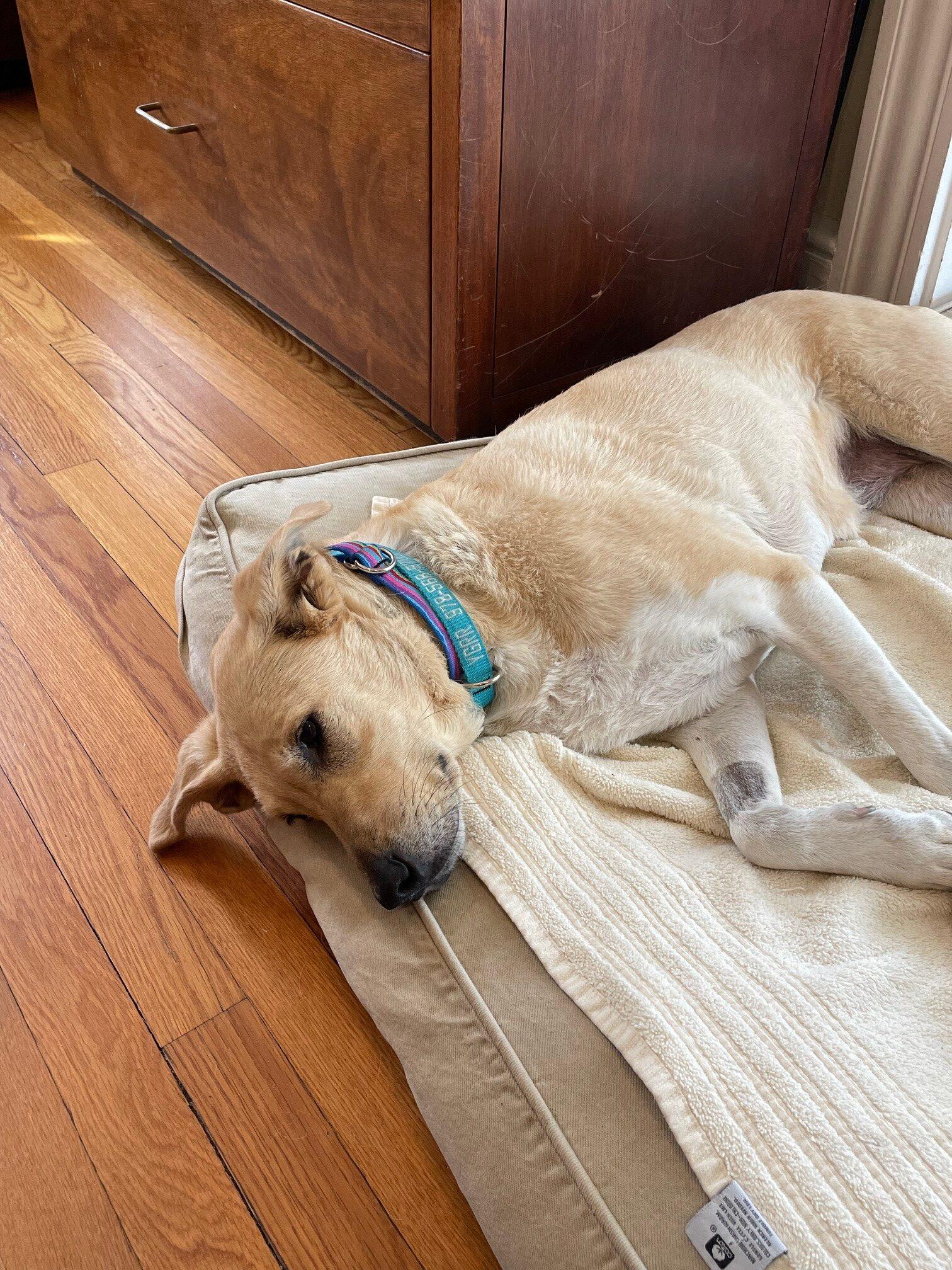 Enlarge Luna, a ADOPTABLE mixed breed in Hudson, MA image 5/6