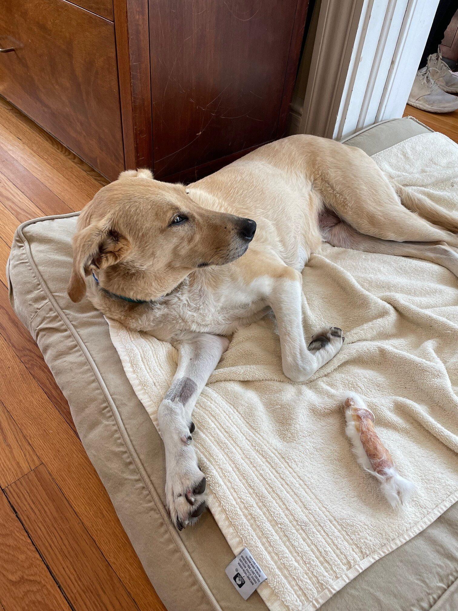 Enlarge Luna, a ADOPTABLE mixed breed in Hudson, MA image 4/6