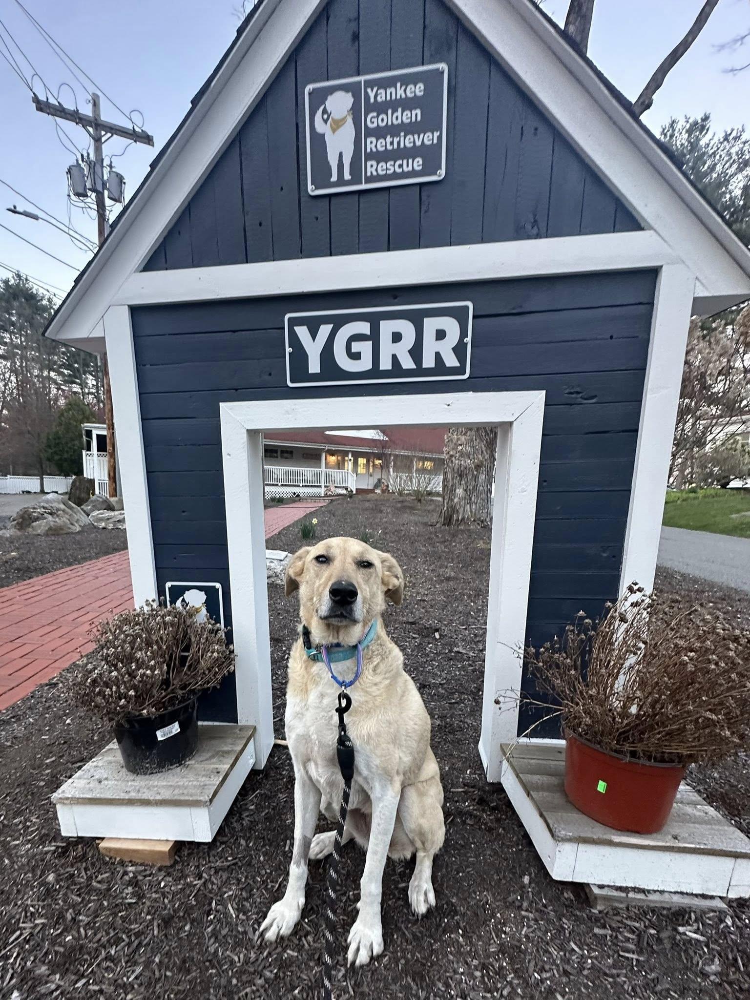 Enlarge Luna, a ADOPTABLE mixed breed in Hudson, MA image 2/6