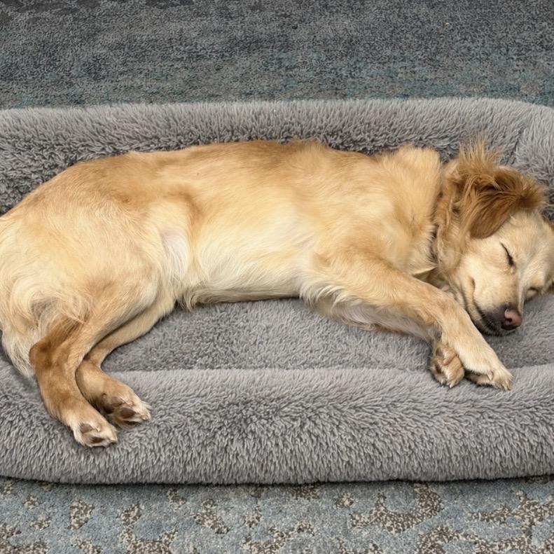 Marlie, Adoptable, Adult Female Spaniel.
