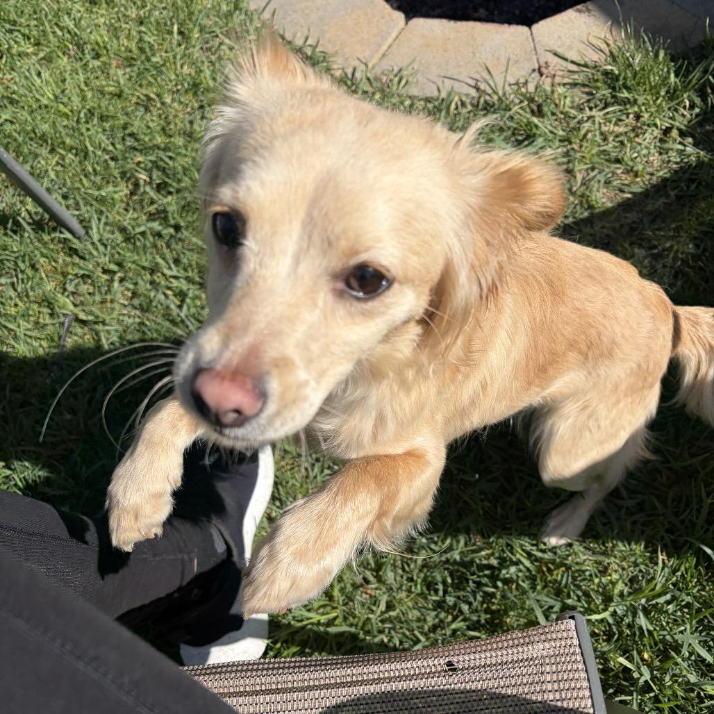 Enlarge Marlie, a Adoptable Spaniel in Cashmere, WA image 2/6