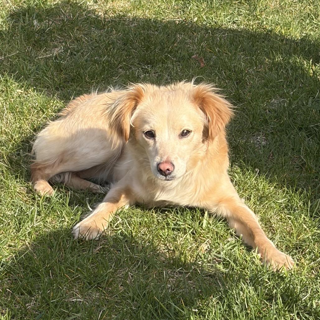 Enlarge Marlie, a Adoptable Spaniel in Cashmere, WA image 3/6