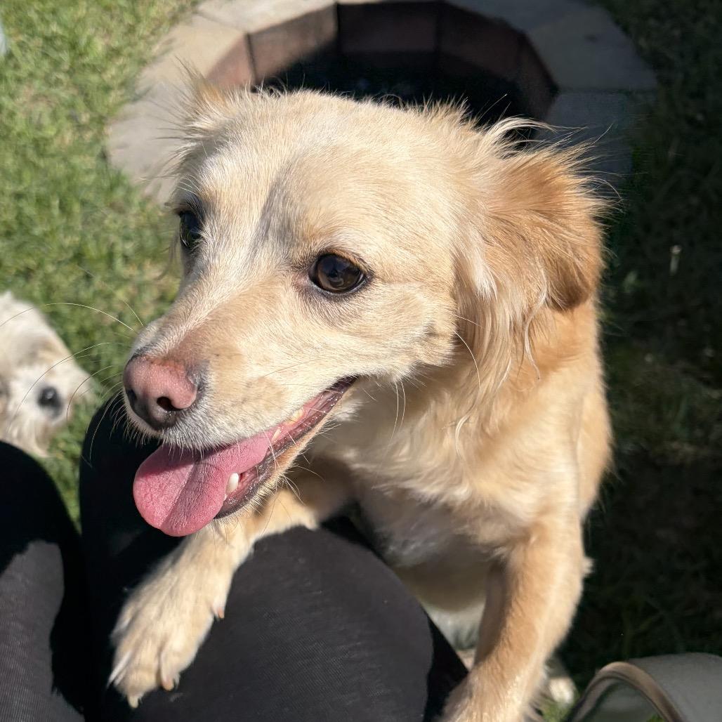 Enlarge Marlie, a Adoptable Spaniel in Cashmere, WA image 4/6