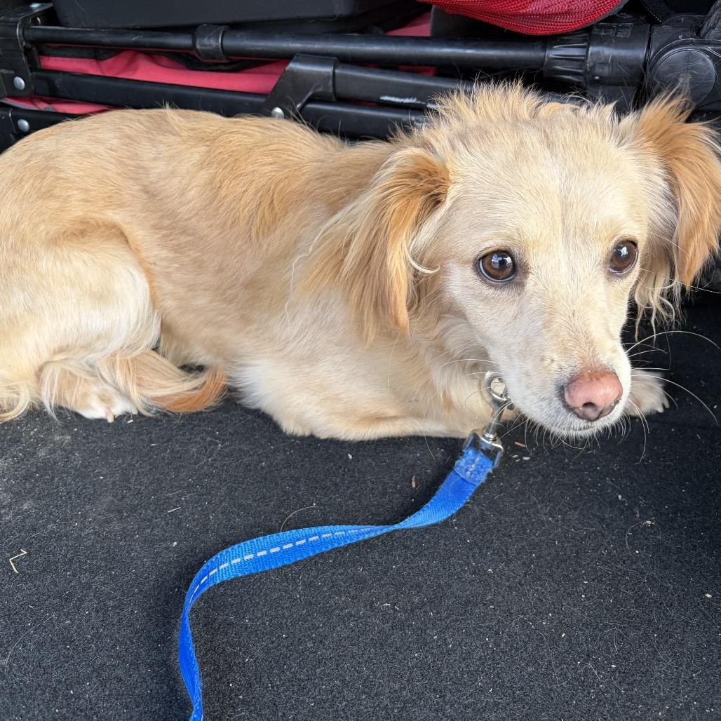 Enlarge Marlie, a Adoptable Spaniel in Cashmere, WA image 5/6