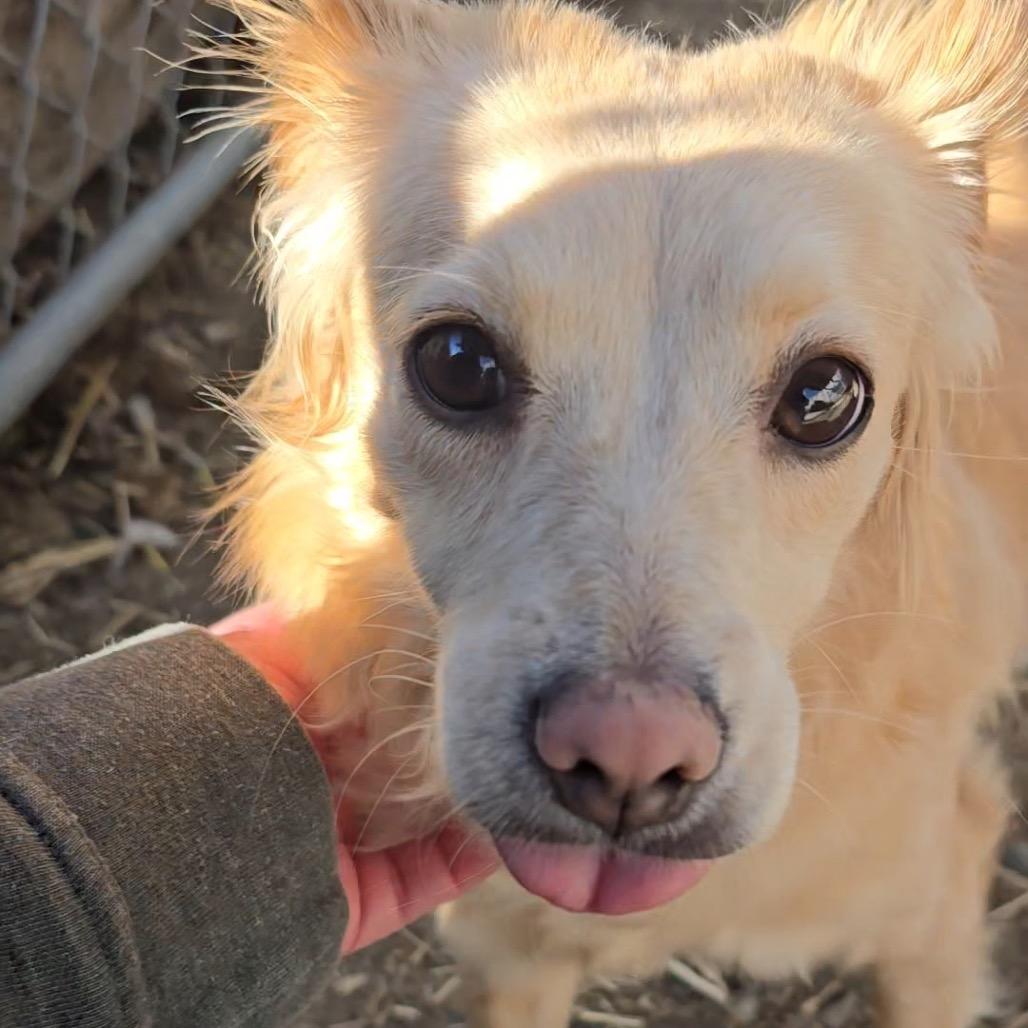 Enlarge Marlie, a Adoptable Spaniel in Cashmere, WA image 6/6
