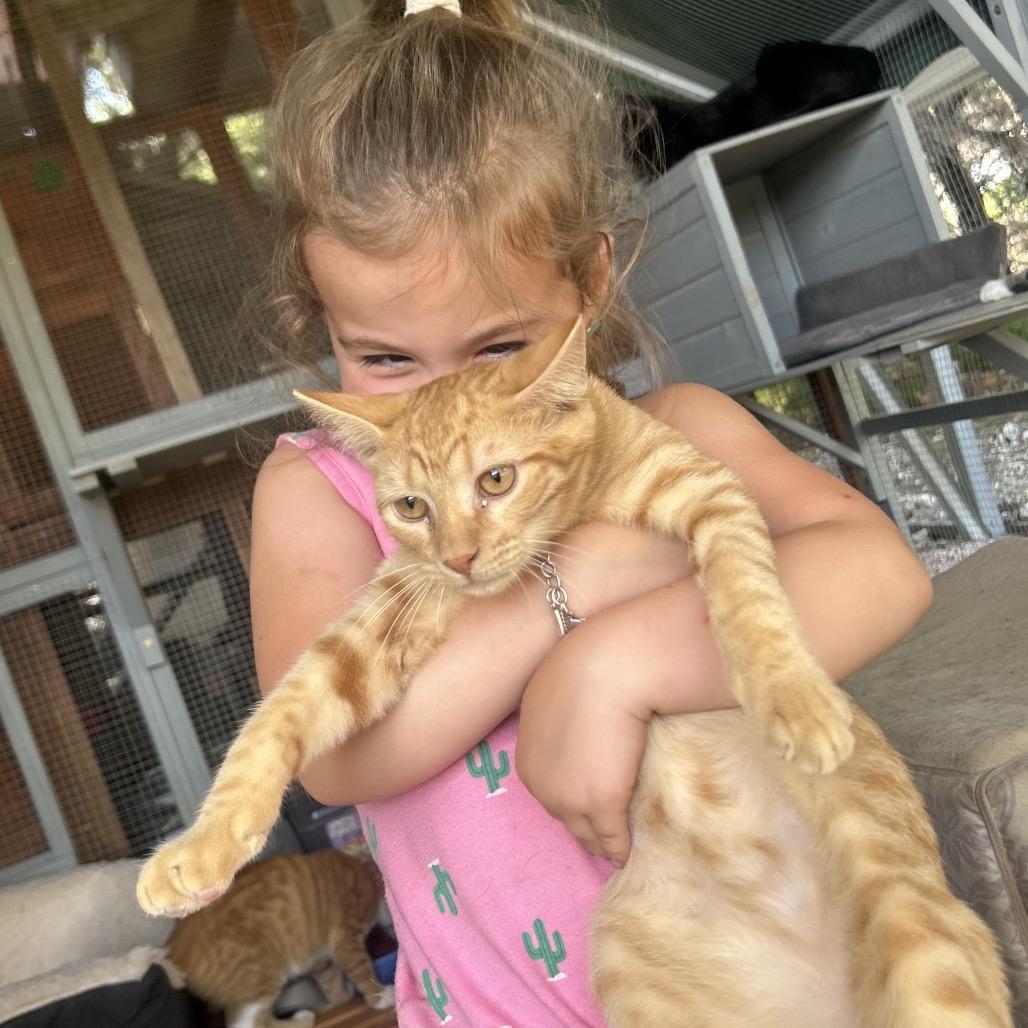 Enlarge Titan, a Adoptable Domestic Short Hair in Boerne, TX image 1/4