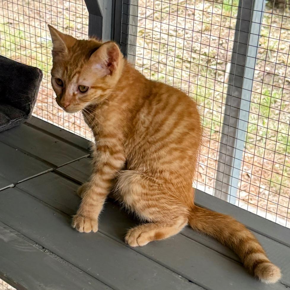 Enlarge Titan, a Adoptable Domestic Short Hair in Boerne, TX image 2/4