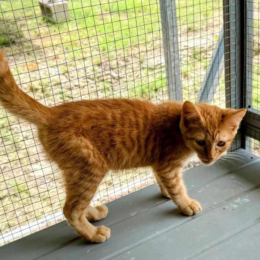Enlarge Titan, a Adoptable Domestic Short Hair in Boerne, TX image 3/4