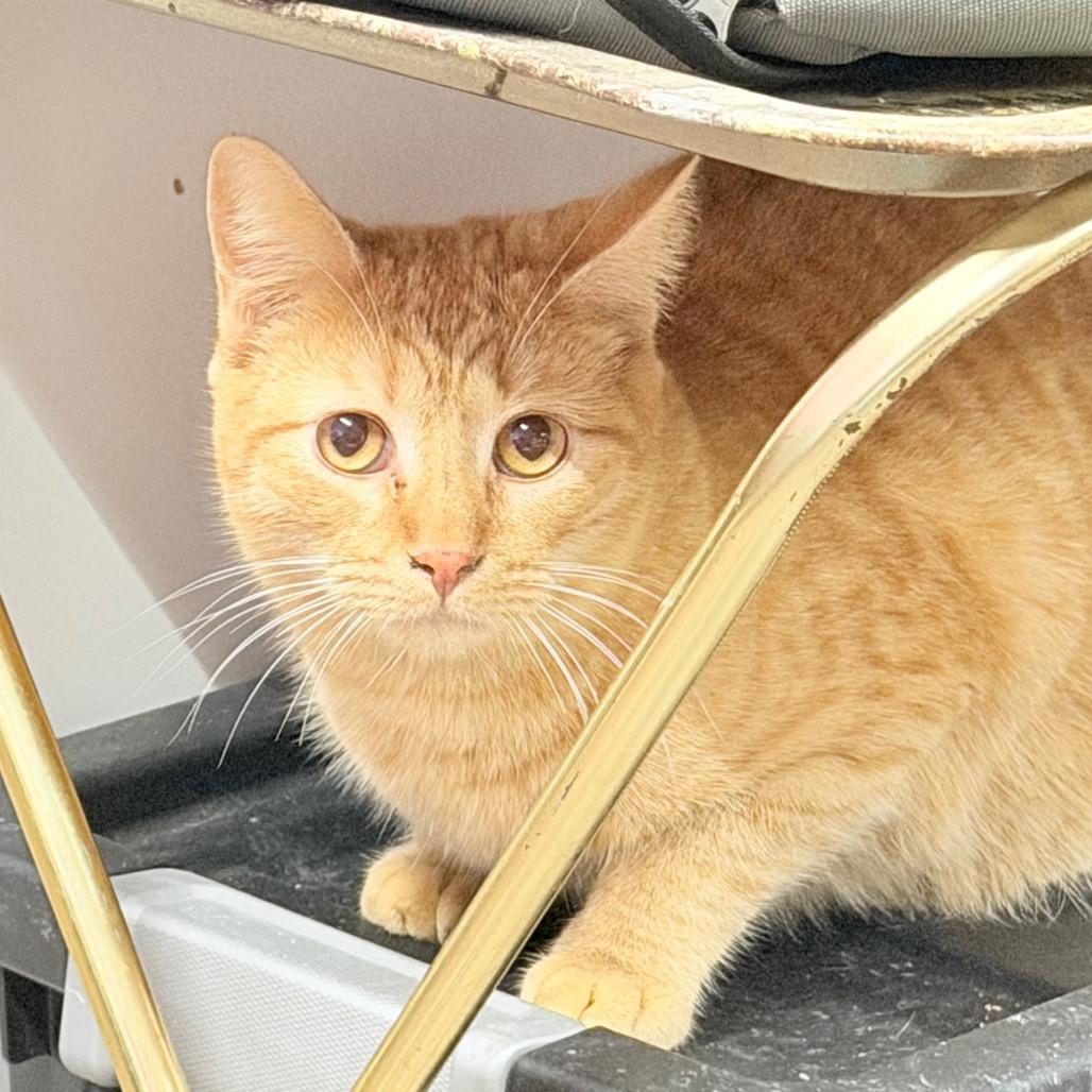 Enlarge Titan, a Adoptable Domestic Short Hair in Boerne, TX image 4/6