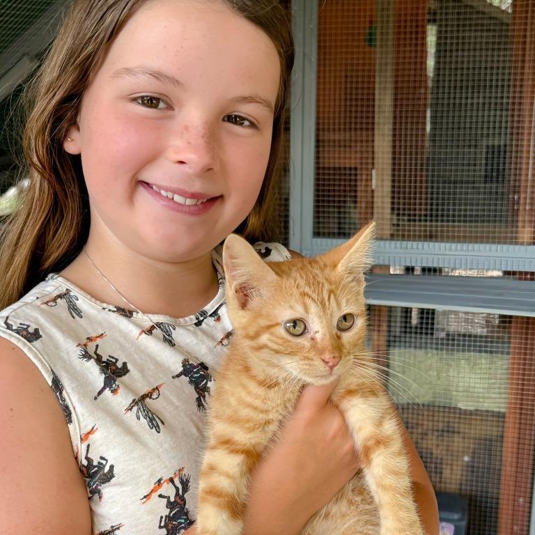 Enlarge Titan, a Adoptable Domestic Short Hair in Boerne, TX image 4/4