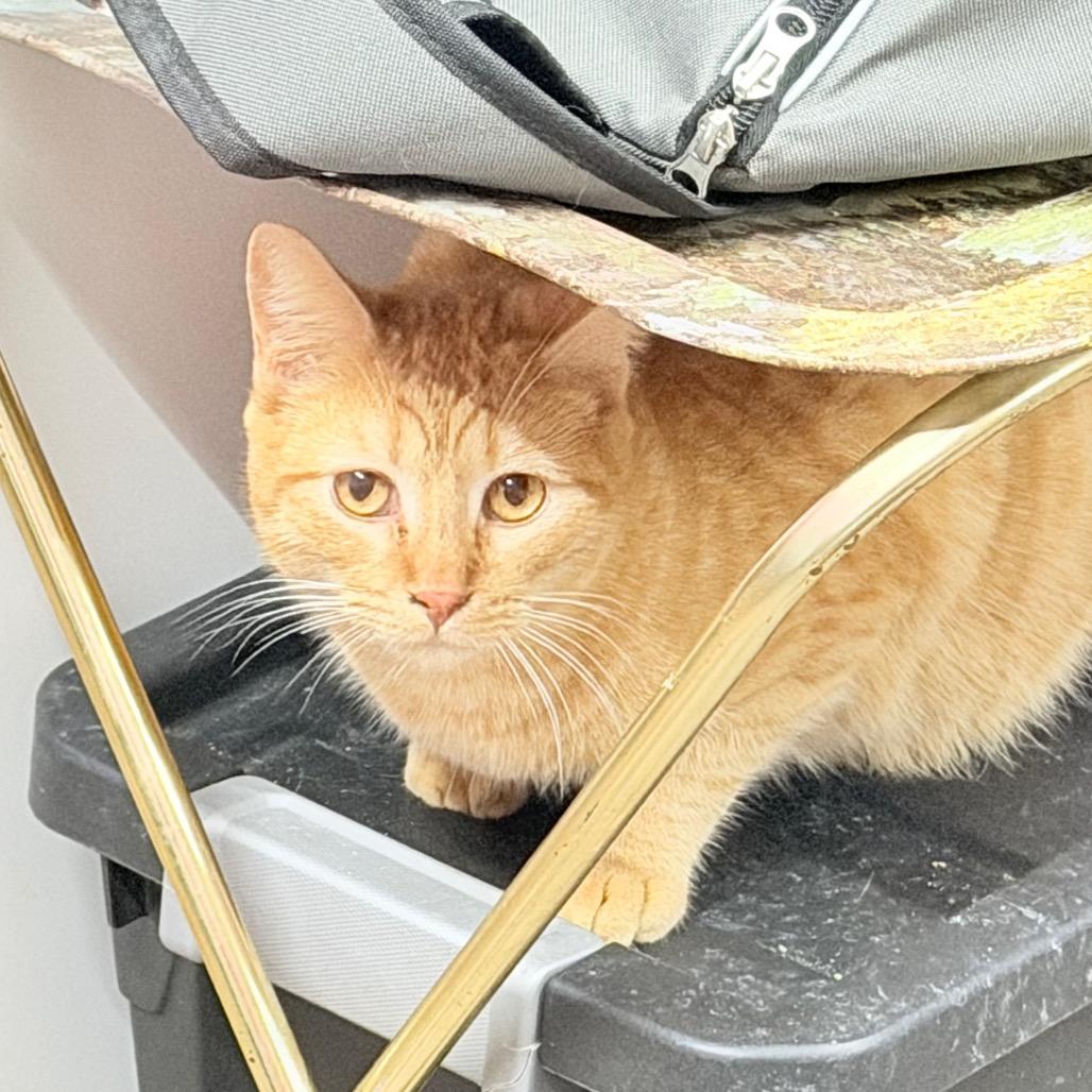 Enlarge Titan, a Adoptable Domestic Short Hair in Boerne, TX image 6/6