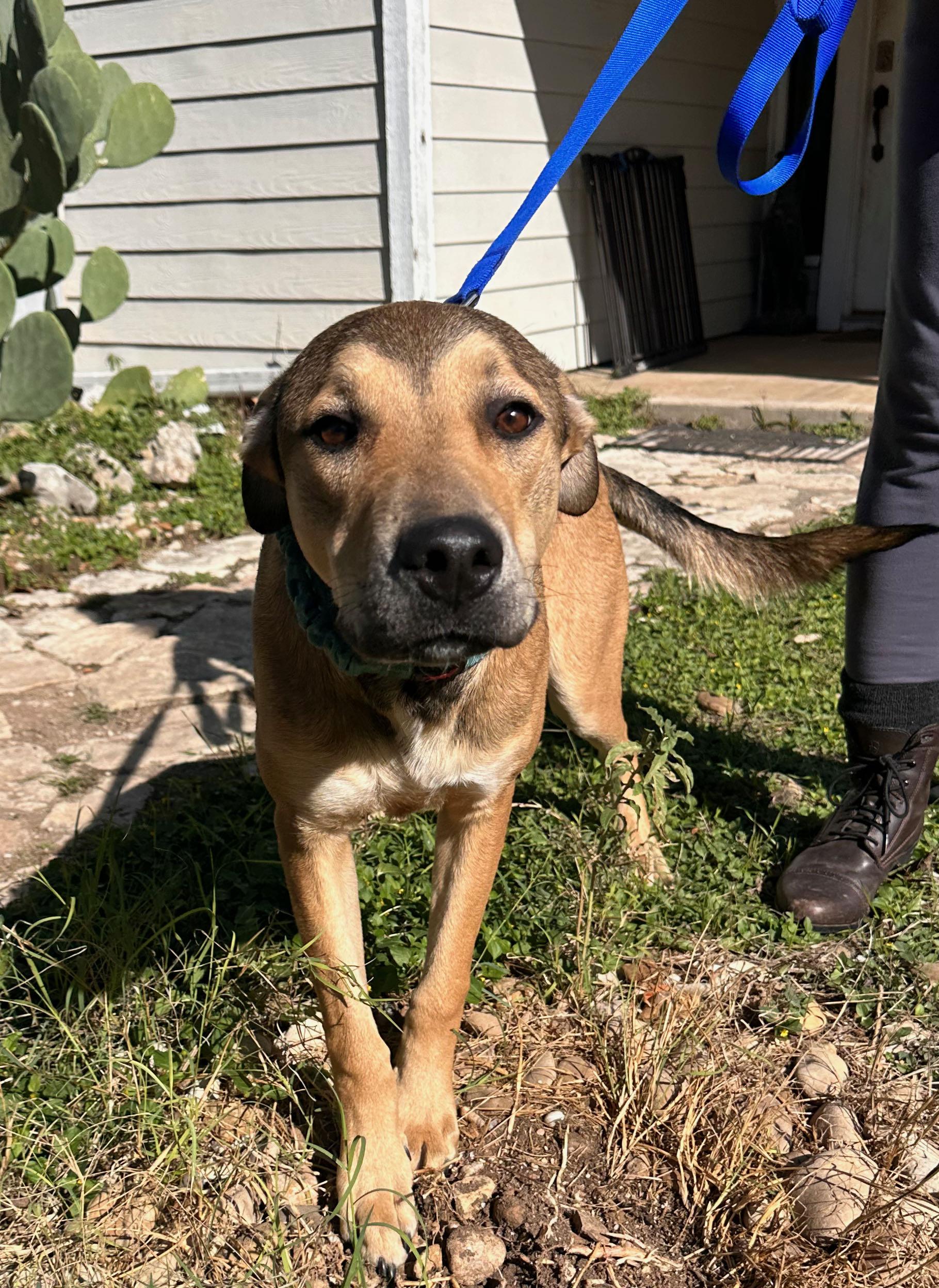Buckaroo, adopted, Young Male Labrador Retriever.