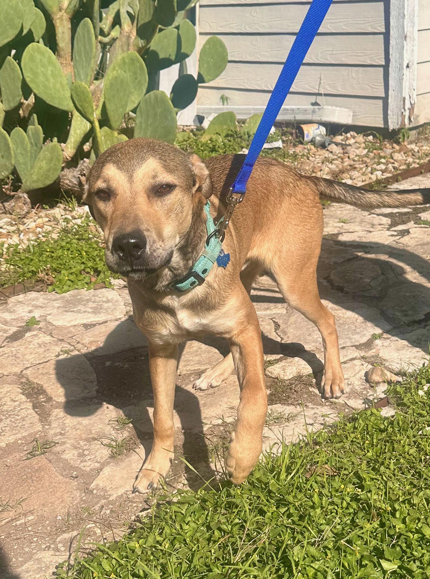 Enlarge Buckaroo, an adopted mixed breed in Wimberley, TX image 2/5