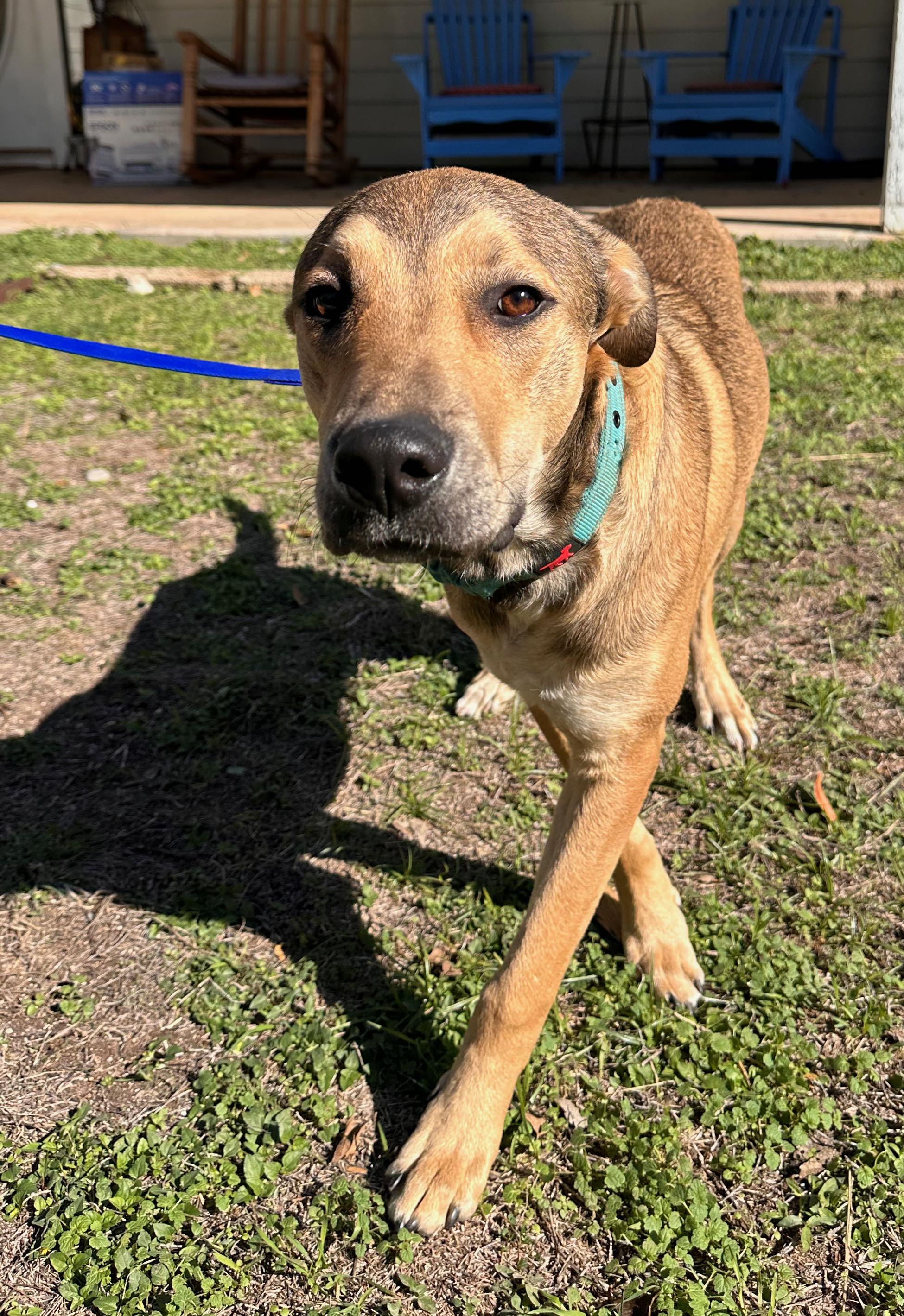 Enlarge Buckaroo, an adopted mixed breed in Wimberley, TX image 3/5