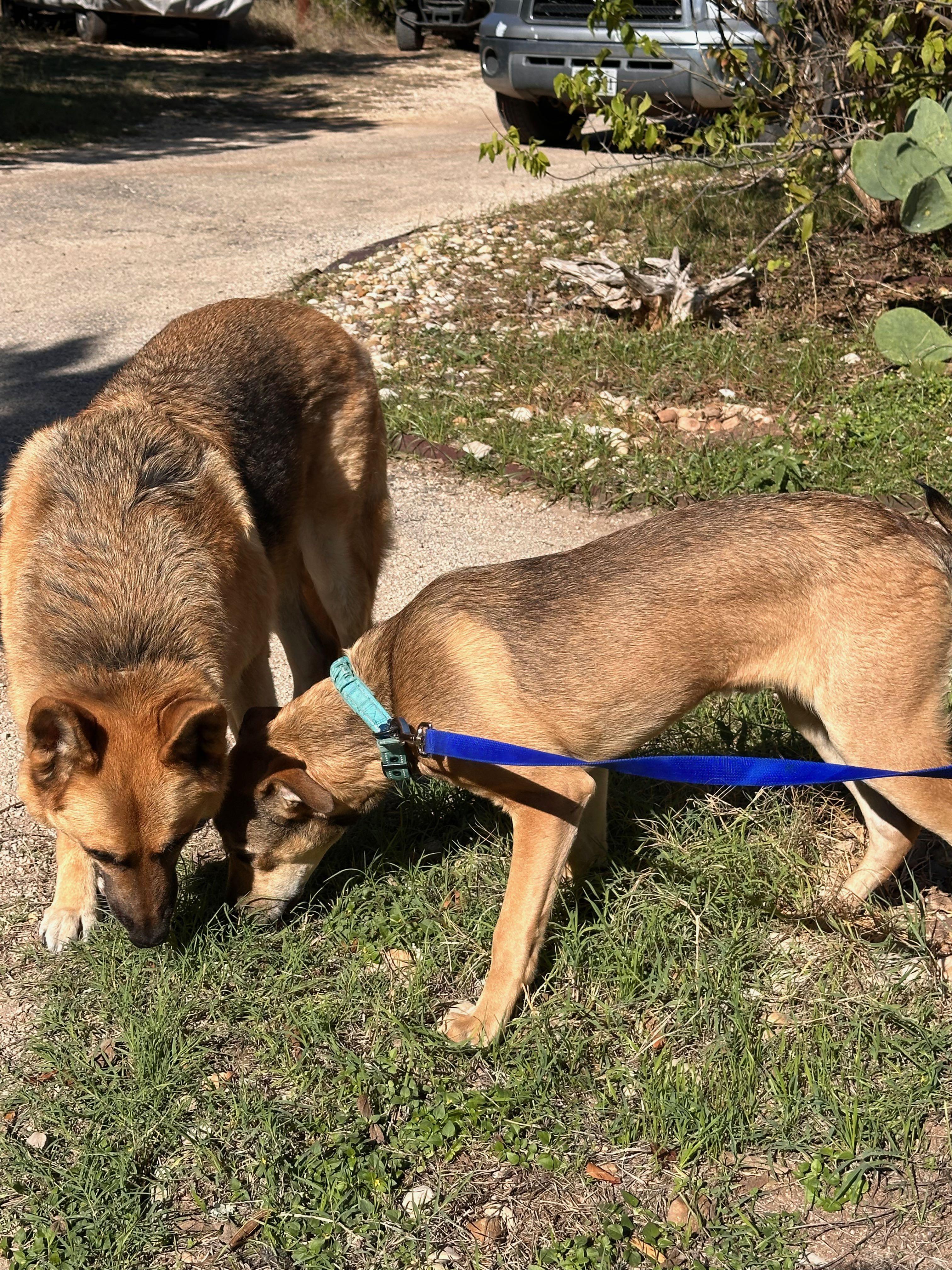 Enlarge Buckaroo, an adopted mixed breed in Wimberley, TX image 4/5