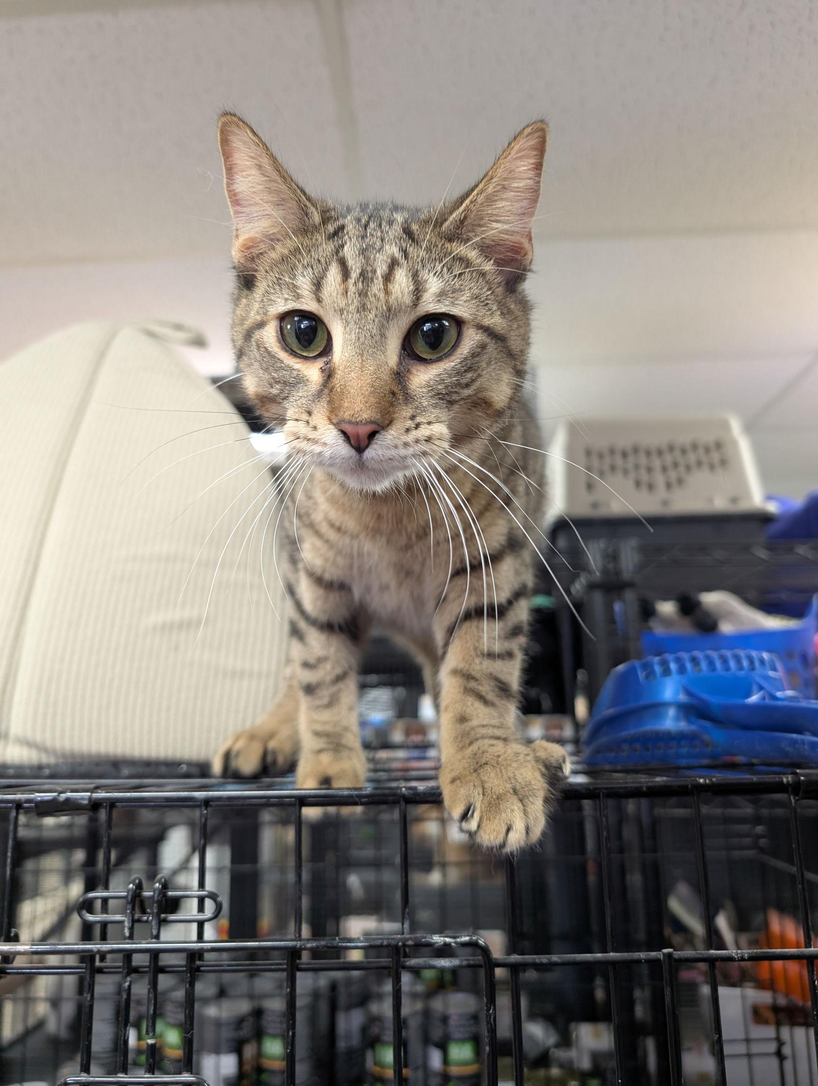 Vegeta, a Adoptable Domestic Short Hair in St. Ann, MO image 2/2