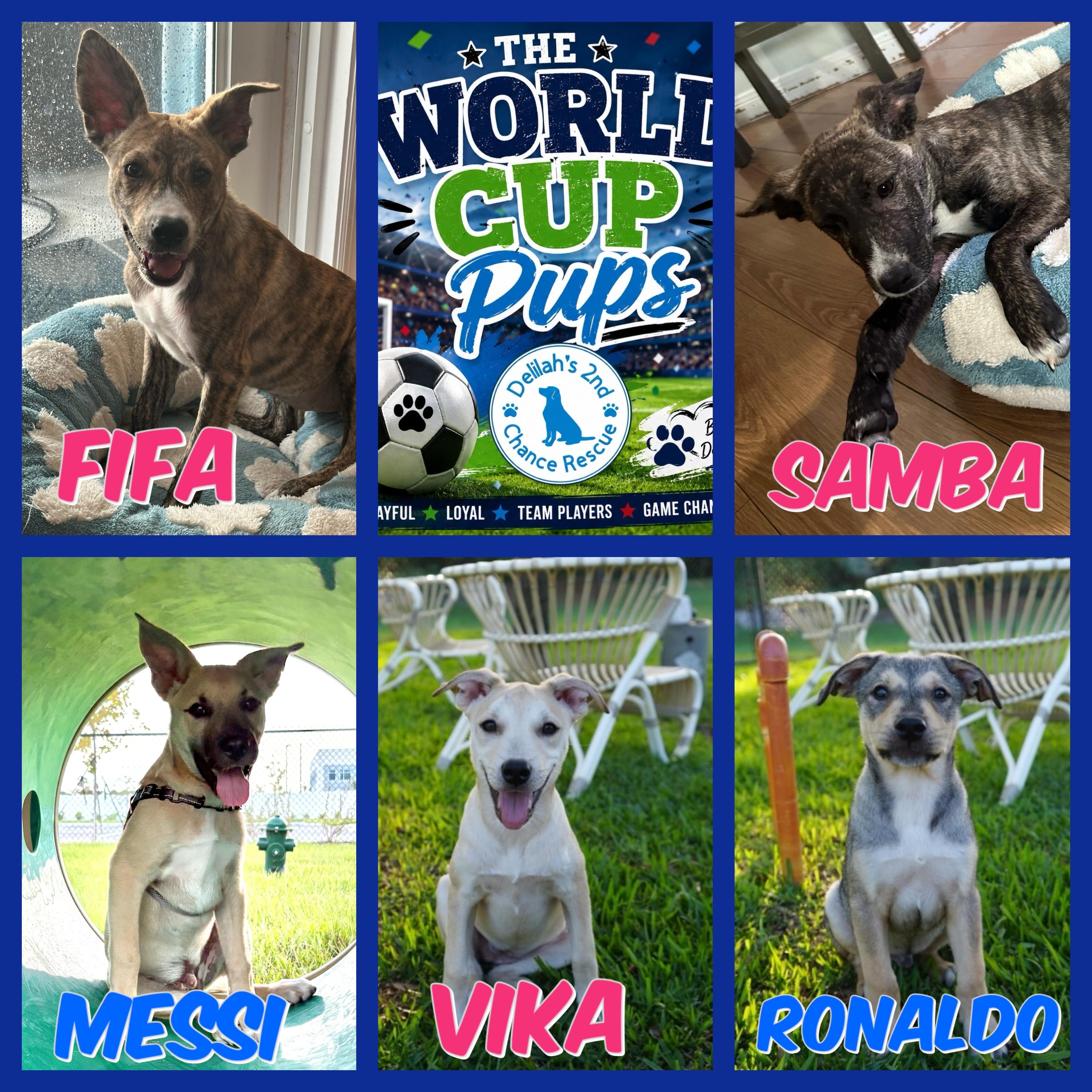Enlarge World Cup Pups, a ADOPTABLE mixed breed in Port Saint Lucie, FL image 2/2