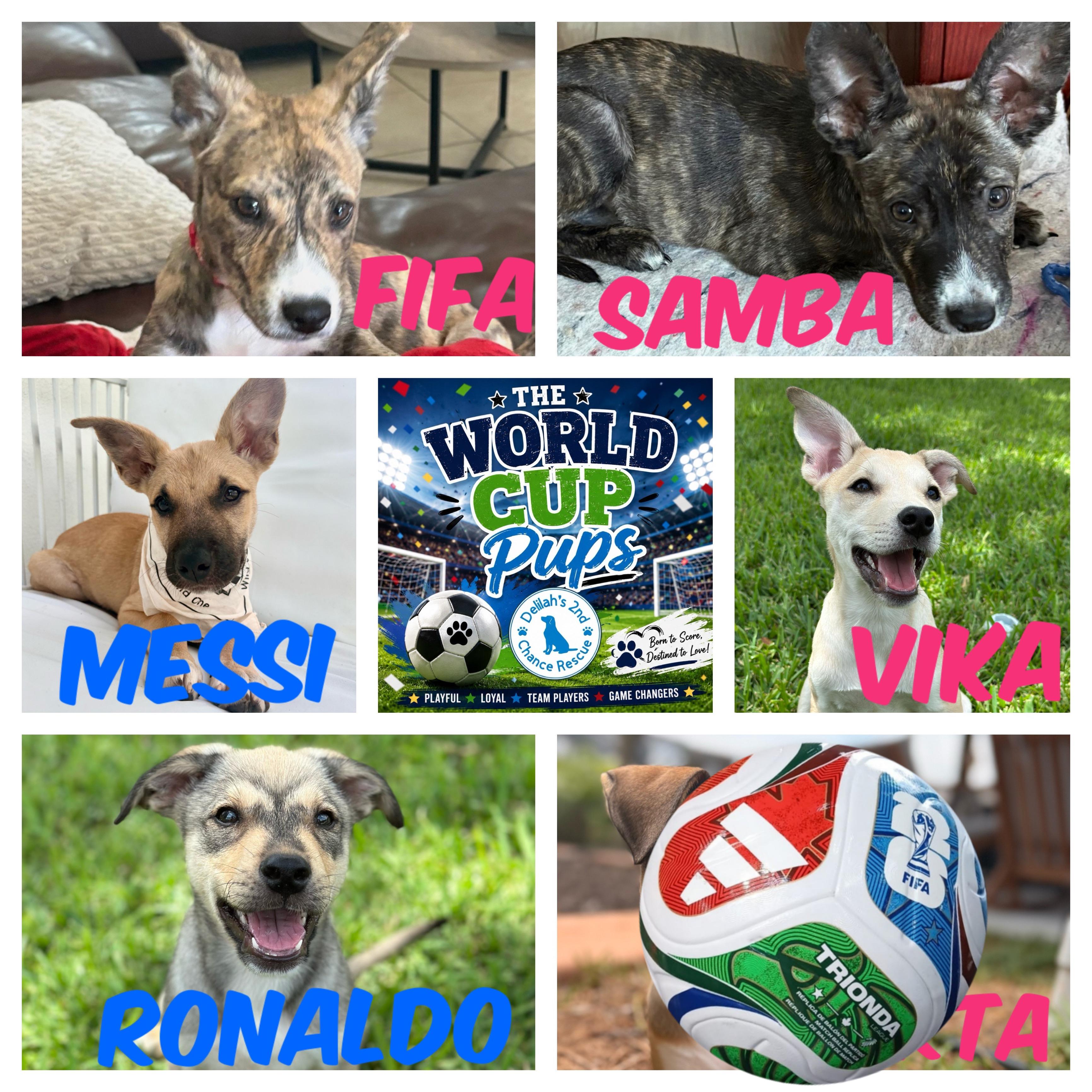 World Cup Pups, ADOPTABLE, Puppy Male Carolina Dog.