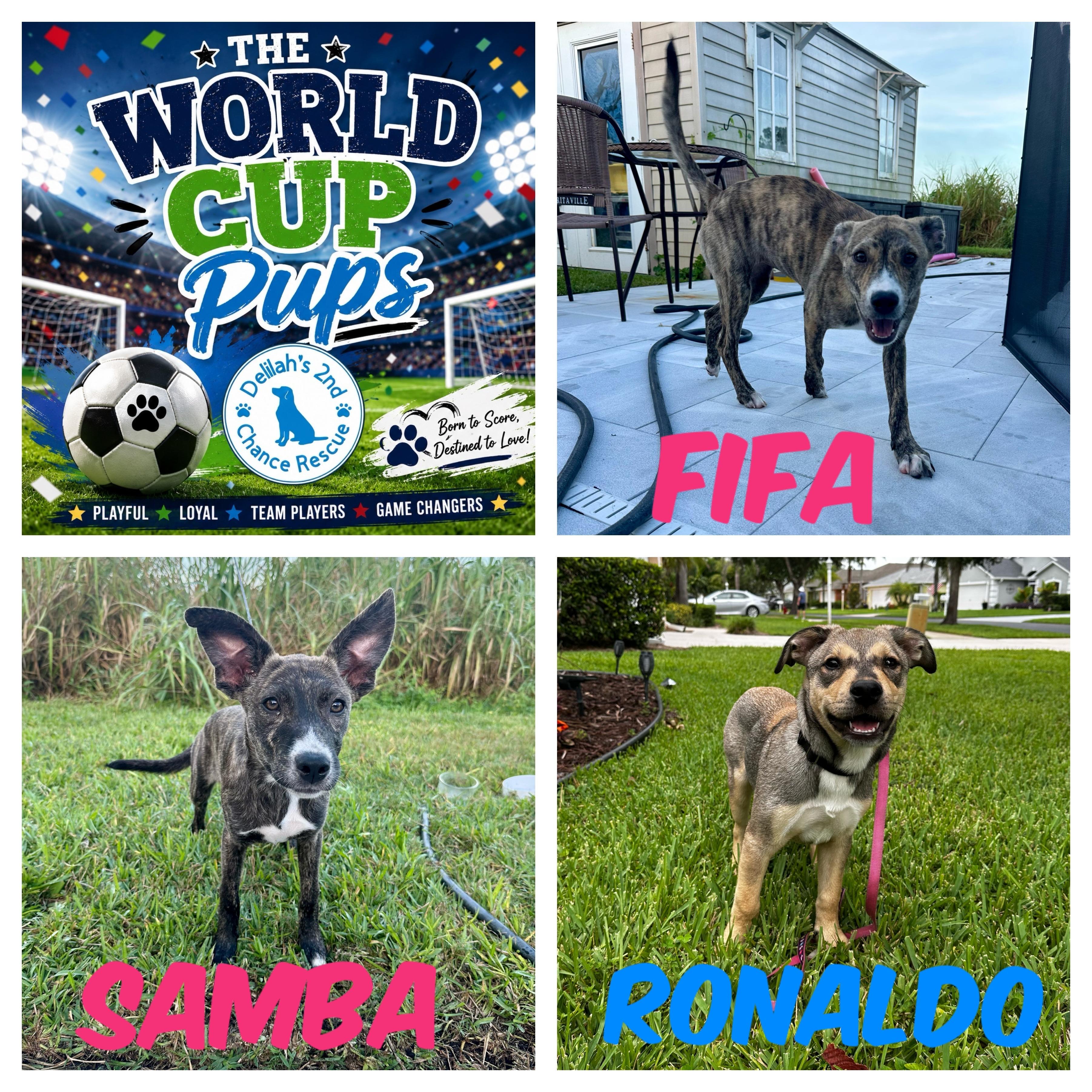 World Cup Pups, ADOPTABLE, Puppy Male Carolina Dog & Shepherd.