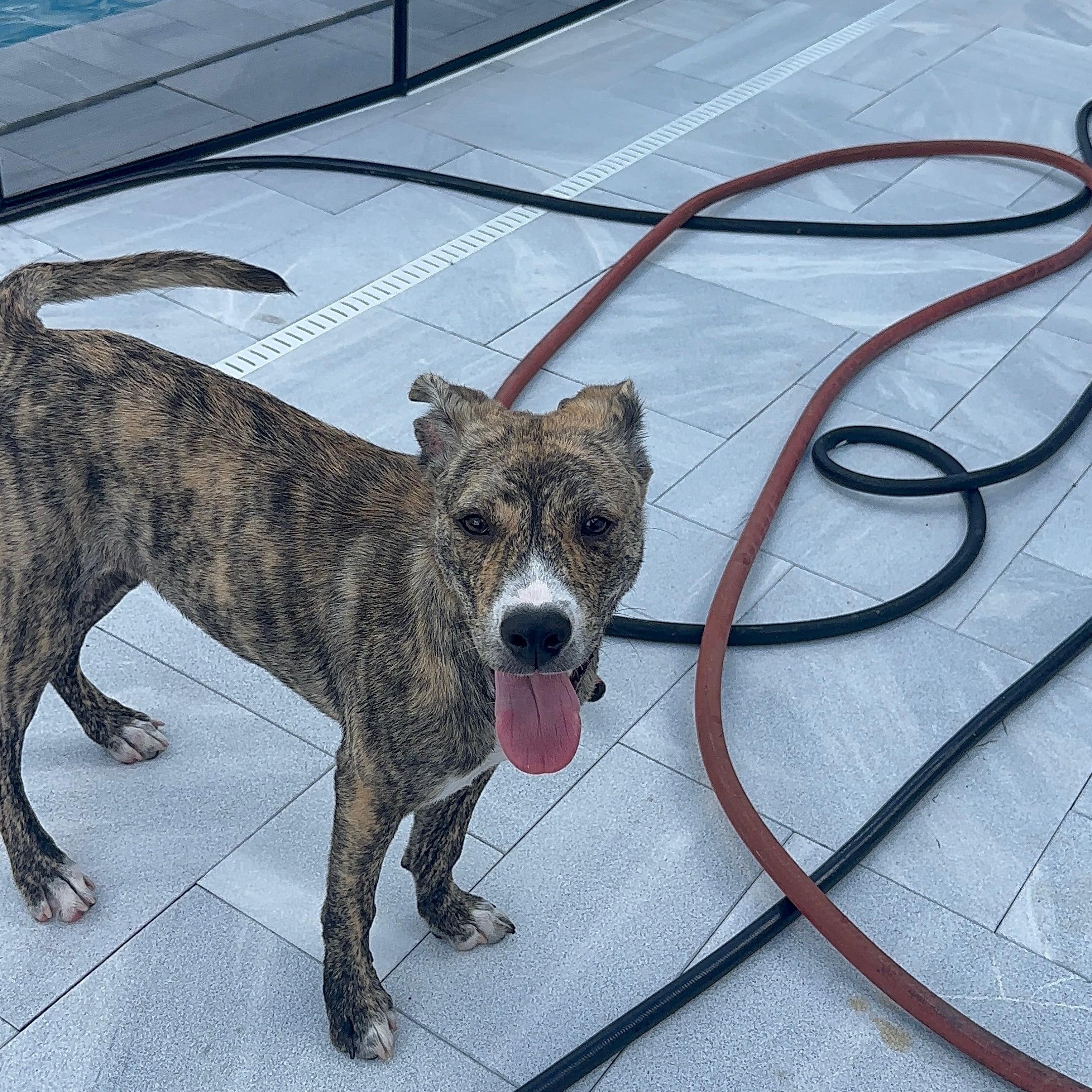 Enlarge Fifa, a Adoptable mixed breed in Port Saint Lucie, FL image 3/4
