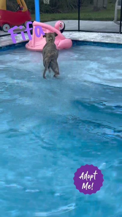 Enlarge Fifa, a Adoptable mixed breed in Port Saint Lucie, FL video 2/4
