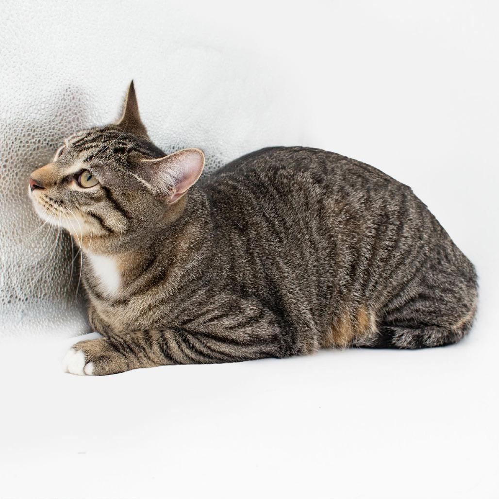 Enlarge Hoyt, a Adoptable Domestic Short Hair in Plainfield, IL image 1/3