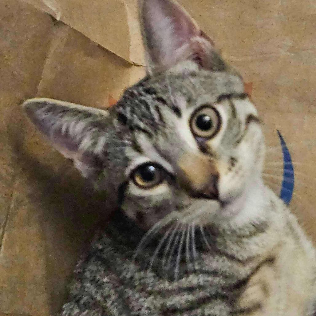 Enlarge Hoyt, a Adoptable Domestic Short Hair in Plainfield, IL image 2/3