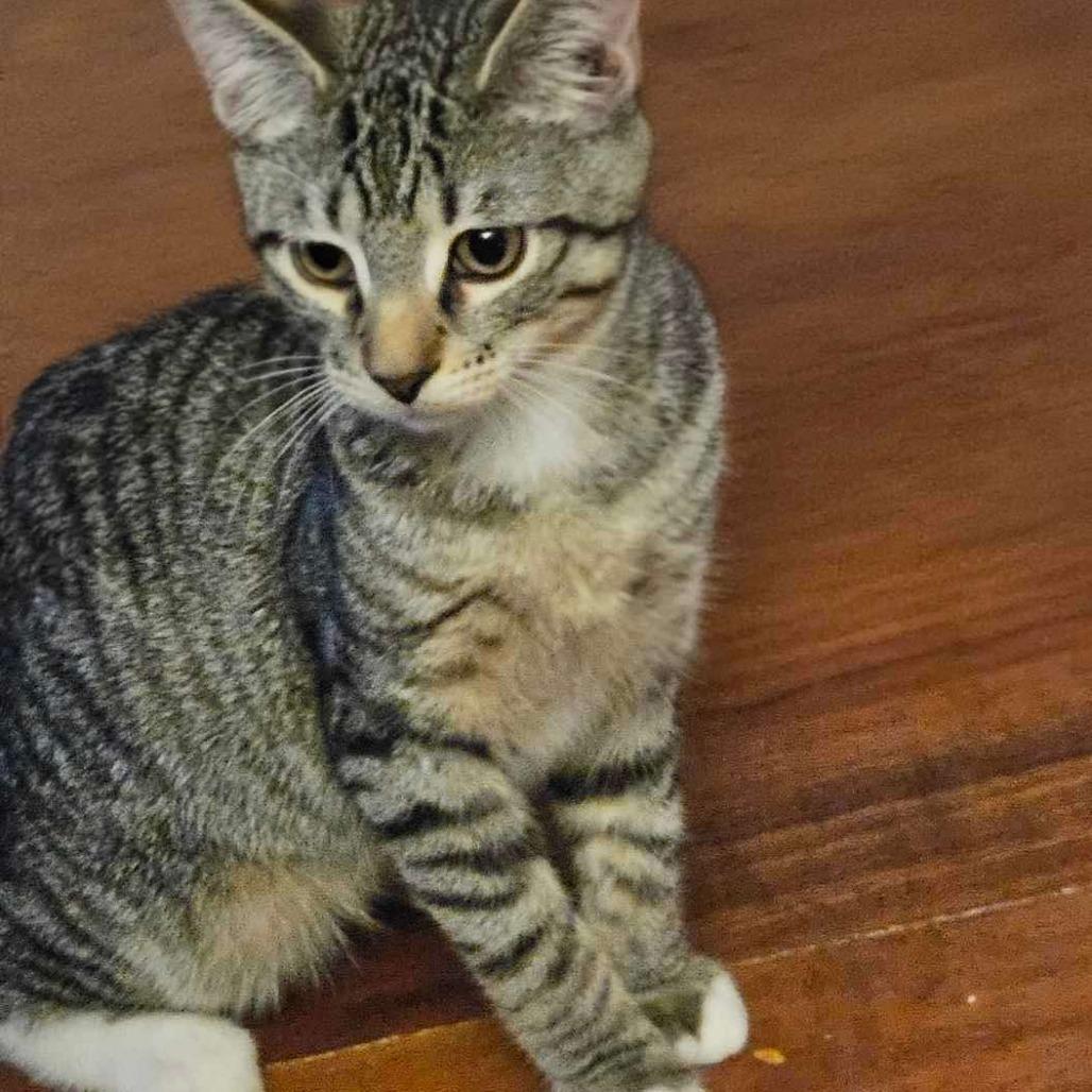 Enlarge Hoyt, a Adoptable Domestic Short Hair in Plainfield, IL image 3/3