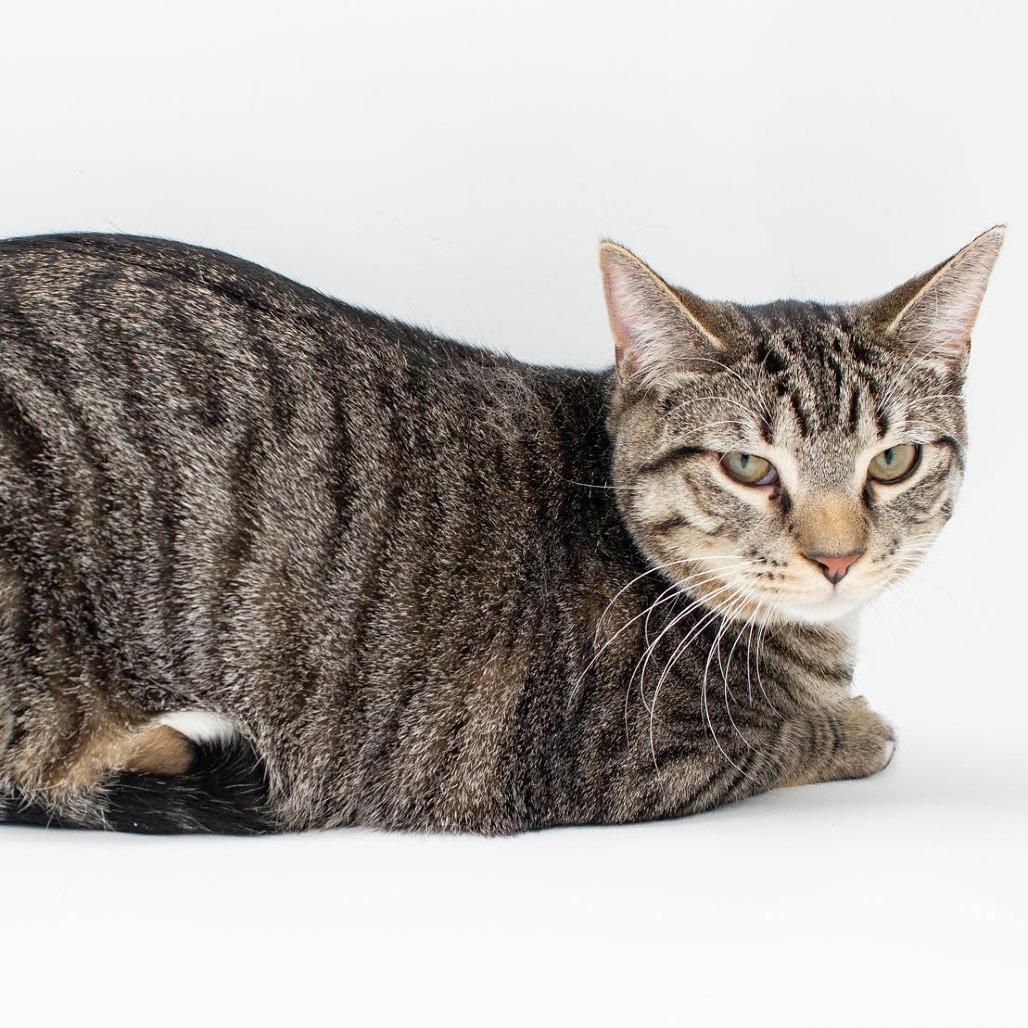 Enlarge Hoyt, a Adoptable Domestic Short Hair in Plainfield, IL image 2/3