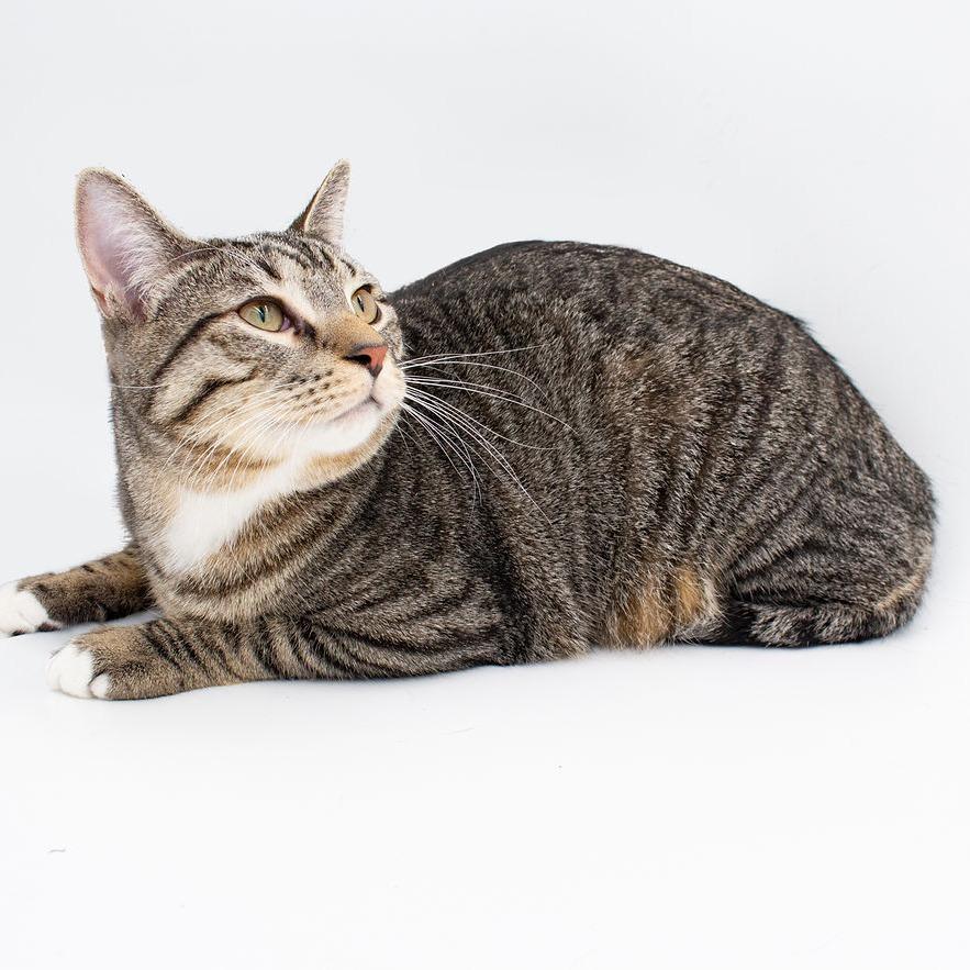 Enlarge Hoyt, a Adoptable Domestic Short Hair in Plainfield, IL image 3/3