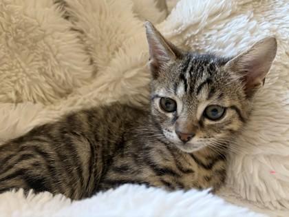 Enlarge Jerry, an adopted Domestic Short Hair in Santa Cruz, CA image 2/4